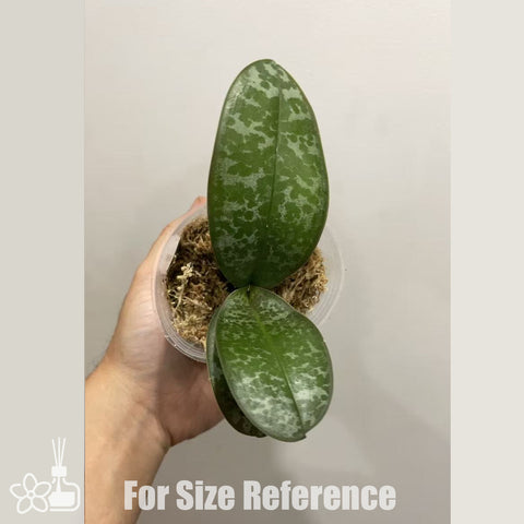 [Bare-root] Phal. schilleriana "MSH" x stuartiana var. nobilis '915' [Nov in Stock]