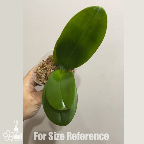 [Bare-root]Phal. SWR Snowflake 雪花 [Nov in stock]