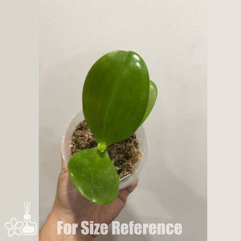 [Bare-root]Phal. equestris x violacea EQ狗 [Nov in Stock]