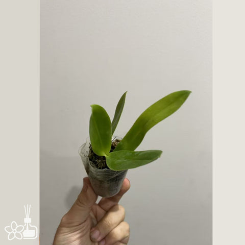 [Bare-root]Phal. San-Ho Fragrant Butterfly 三和小香蝶 [Nov in stock]