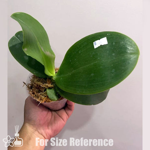 [Bare root]Phal. Zheng Min Jacaranda 'Yungho' 傑克倫德 '永和' [Aug in Stock]