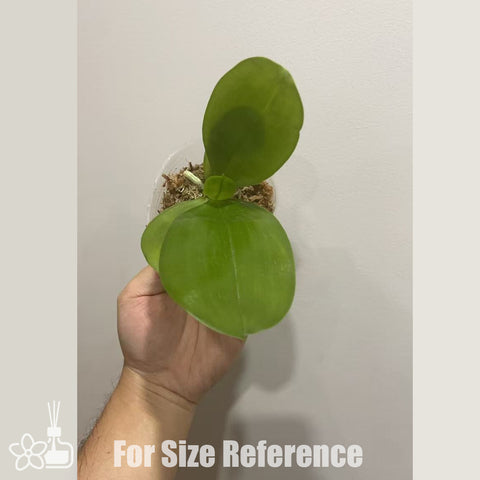 [Bare-root] Phal. Little Asteroid '201' (Clone) 小行星 '201'[Nov in stock]