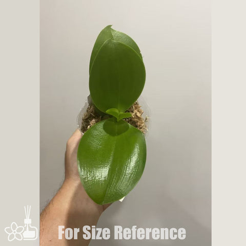 [Bare-root] Phal. Lioulin Blue Star 柳林藍星 [Nov in stock]