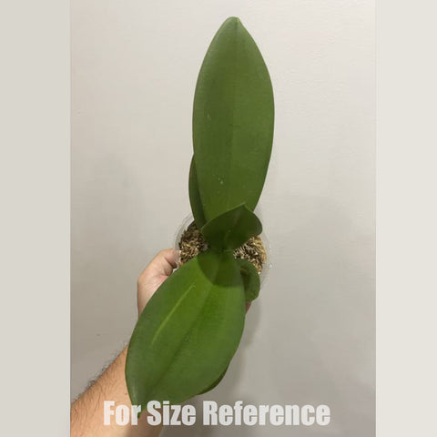 [Bare-root] Phal. I-Hsin Smile Lucifer 微笑路西法 [Nov in stock]