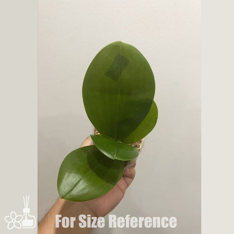 [Bare-root]Phal Miro Curry 米羅咖哩 [Nov in stock]