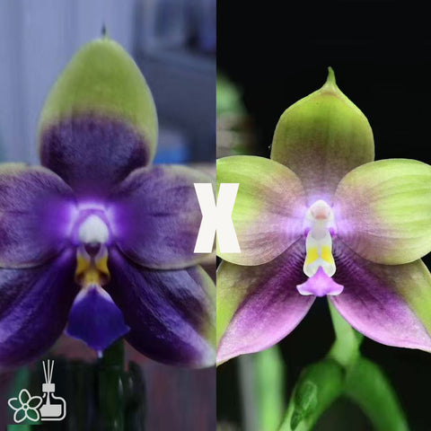 [Bare-root]Phal. LL Blue Leopard x Phal. Mituo Prince [Nov in Stock]