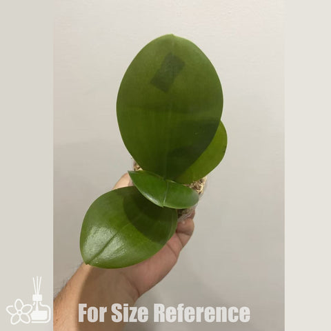 [Bare-root]Phal. LL Blue Leopard x Phal. Mituo Prince [Nov in Stock]