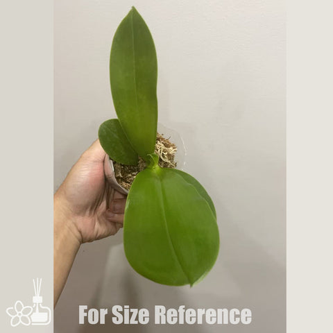 [Bare-root]Phal KS Blue Ludde x Yangyang Blue Bellina 藍路德 x 藍貝麗娜 [Nov in stock]