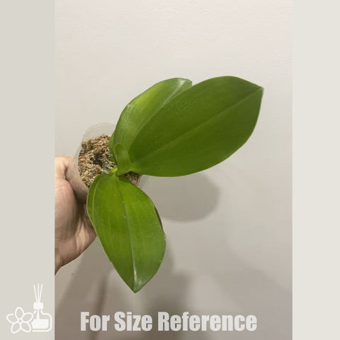 [Bare-root]Phal. tetraspis Coffee x Lioulin Blue Parrot [Nov in stock]