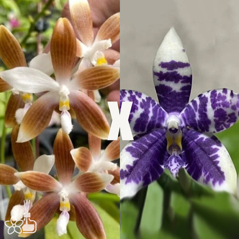 [Bare-root]Phal. tetraspis Coffee x Lioulin Blue Parrot [Nov in stock]