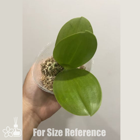 [Bare-root] Phal. Mituo Reflex Dragon 'Blue Ring' 彌陀藍環 [Nov in stock]