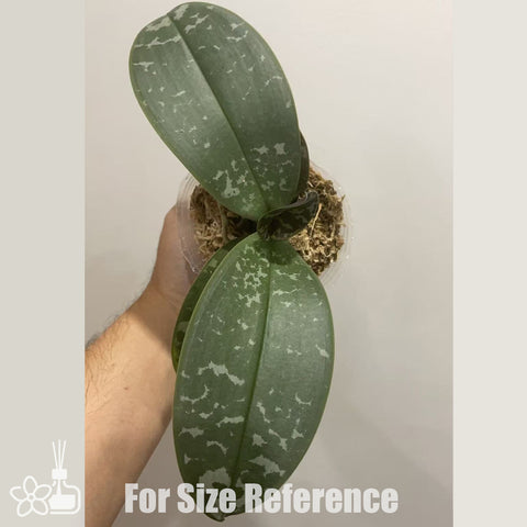 [Bare-root]Phal. Wiganiae (schilleriana x stuartiana) 西史 [Nov in stock]