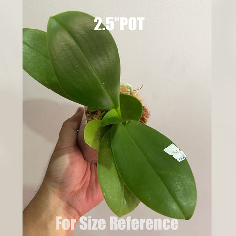 [Bare-root]Phal. Mango Panna Cotta 芒果奶酪 [Aug in Stock]