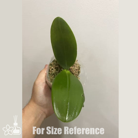 [Bare-root] Phal. SWR Snowflake x speciosa f. coerulea 雪花盾 [Nov in stock]