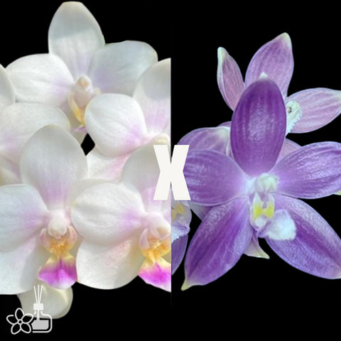 [Bare-root] Phal. SWR Snowflake x speciosa f. coerulea 雪花盾 [Nov in stock]