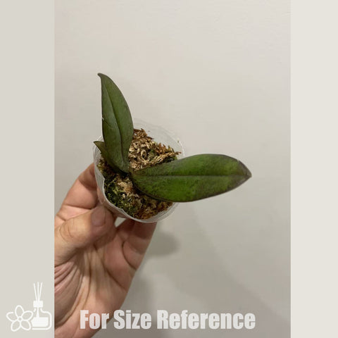 [Bare-root] Phal. KS Little Orange 龔氏小橘子 [Nov in stock]