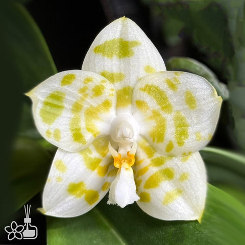 [Bare-root] #Clone# Phal. Yaphon Love Song ‘Green Giant’ 情歌 ‘極圓黃綠斑’ [Dec in Sotck]