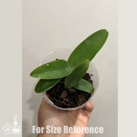 [Bare-root]C. walkeriana var. coerulea 'Edward' SM/JOS 愛德華 [Oct Preorder 25]