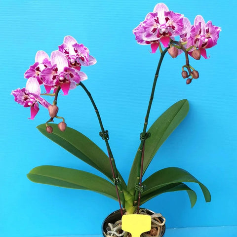 PF Little Bees