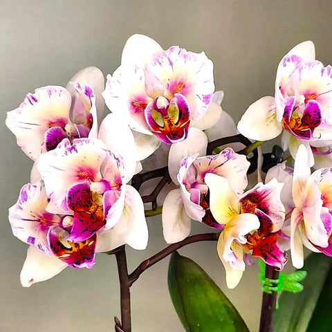 PF Little Venus