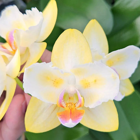 PF Golden White