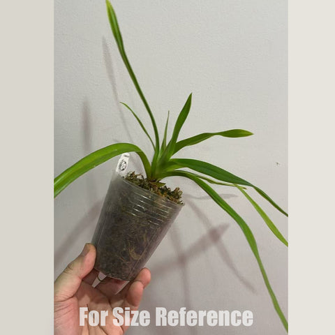 [Potted] Phrag Sedenii 賽迪 [Dec in stock]