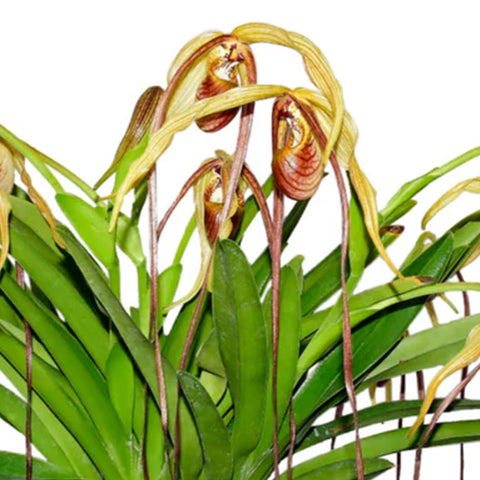 [Bare-root]Phrag. humboldtii 'Fortuna' Big 大花洪堡 [Aug in Stock]