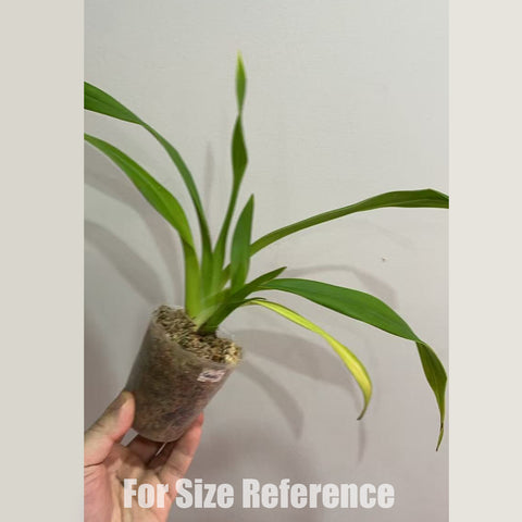 [Potted] Phrag. Cardinale 卡迪纳 [Dec in Stock]