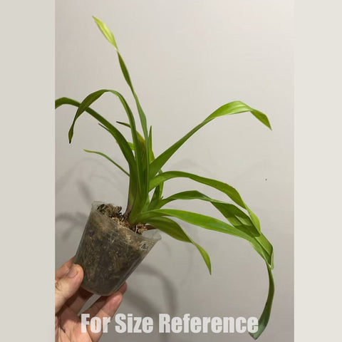 [Potted]Phrag. Tayos 桃斯[Dec in stock]