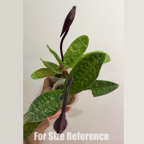 [AS-IS] Paph. Red Maudiae 紅魔帝[Dec in stock]