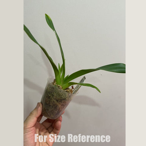 [Bare-root]Phrag. Professor Braem 教授勃拉姆 [Dec in Stock]