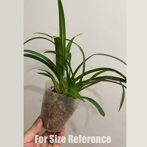 [Potted] Phrag. Paz en Colombia 和平 [Dec in Stock]