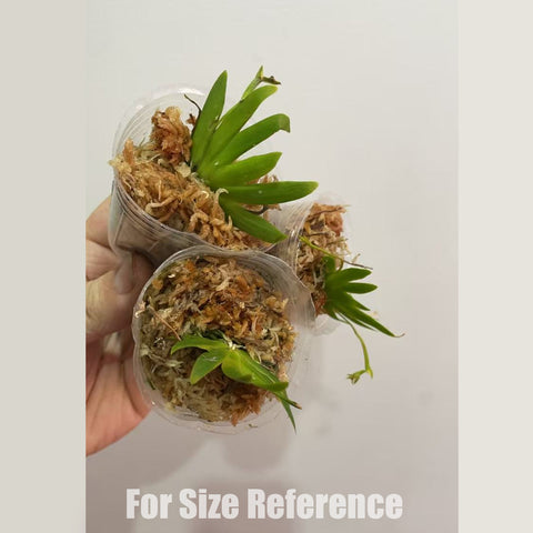 [Bare-root] Psygmorchis pusilla 扇葉文心 [Dec in Stock]