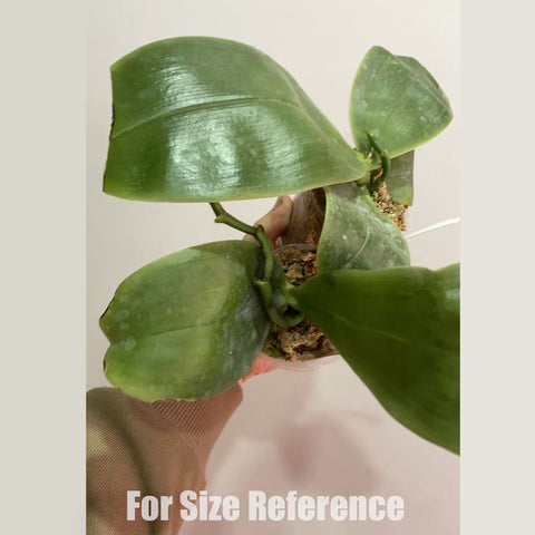 [AS-IS] Phal. bellina f. coerulea 藍貝利娜 [Dec in stock]