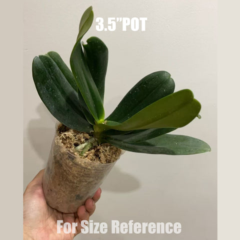 [Bare-root]Phal. (Sedirea) japonica 名護蘭[Aug in Stock]