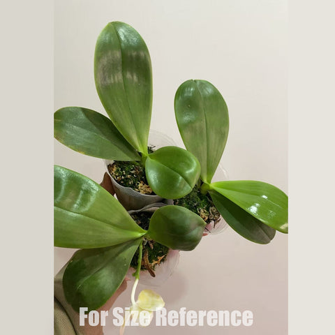 [Bare-root] #Clone# Phal. Yaphon Love Song ‘Green Giant’ 情歌 ‘極圓黃綠斑’ [Dec in Sotck]