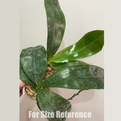 [AS-IS] Phal. KS Blue Star x Phal. Samera f. coerulea [Dec in stock]