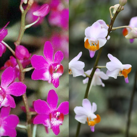 [Bare-root] Phal. pulcherrima var. marmorata [Dec in stock]