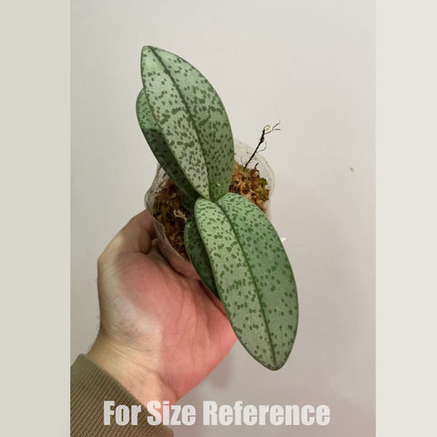 [Bare-root] Phal. pulcherrima var. marmorata [Dec in stock]