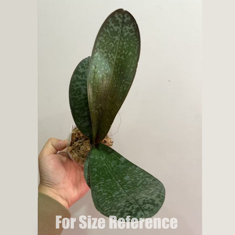 [Bare-root] Phal. Schillgig 'Pink barbie'  x Fontainebleau [Dec in stock ]