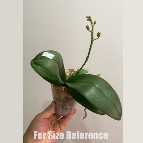 [Potted] Phal. Ron-E Glamor '317' [Dec in Stock]