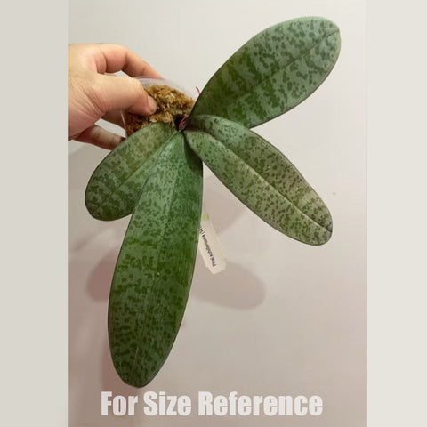 [Bare-root]Phal schilleriana wilson#2 x Yns #1 脉纹西 [Dec in stock]