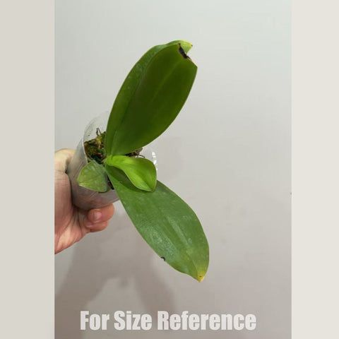 [AS-IS] Phal Valentinii 瓦倫 [Dec in Stock]