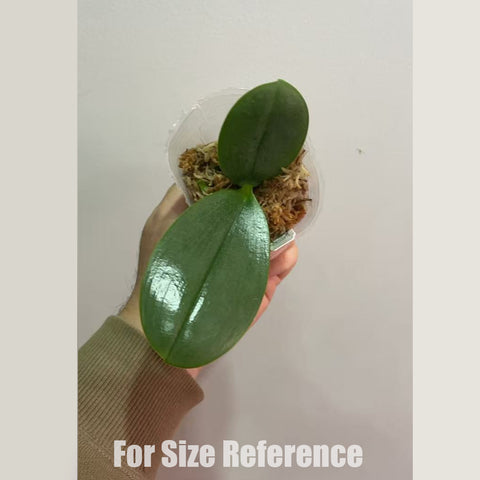 [Bare-root]Phal. Formosa Sweet Memory 三和香奈兒 [Dec in stock]