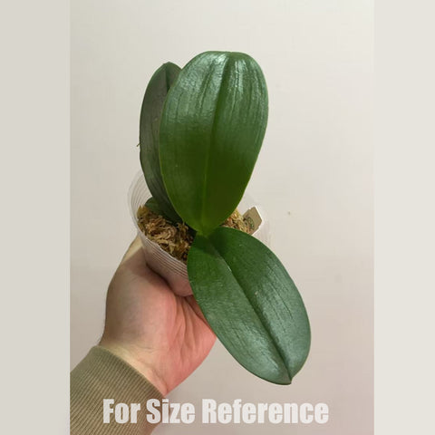 [Bare-root]Phal. Jia Ho Summer Love 夏日戀人[Dec in Stock]