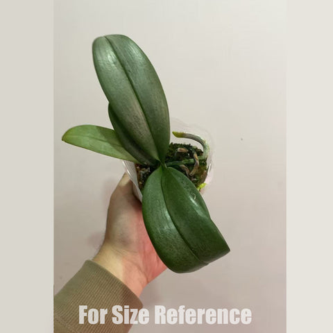 [Potted]Phal. Ron-E Glamor '3202' 斑葉小香花3202[Dec in stock]