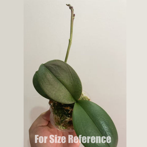 [Potted]Phal. Ron-E Glamor '3224'小香花3224[Dec in Stock]