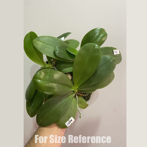 [Potted] Phal. Miki Lola Girl Bear King '666' 蘿拉熊王 '666'[Dec in stock]