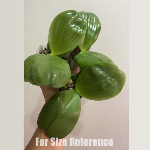 [Potted]Phal. Mituo Reflex Dragon 'Allura' 反色龍‘歐諾拉’ [Dec in Stock]