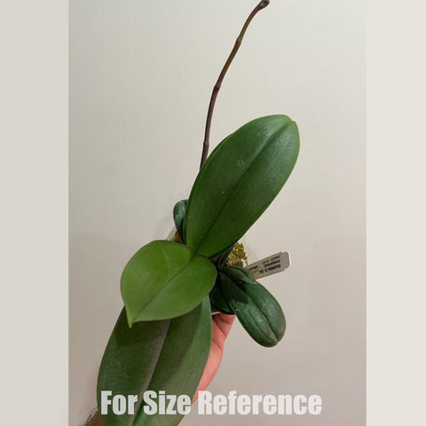 [Potted]Phal. Snow Flake “Big Lip” 雪花大舌頭 [Dec in stock]